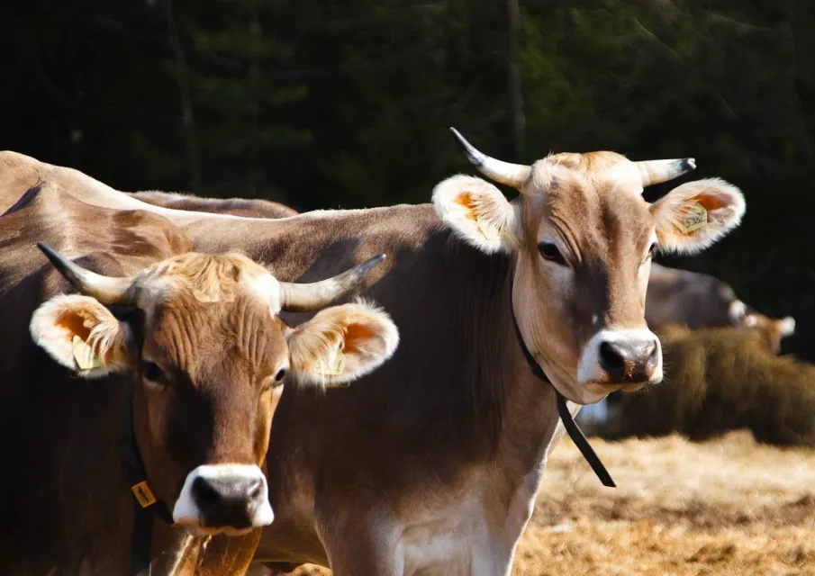 Ветераны СВО могут получить грант «Агромотиватор» на развитие собственного агробизнеса